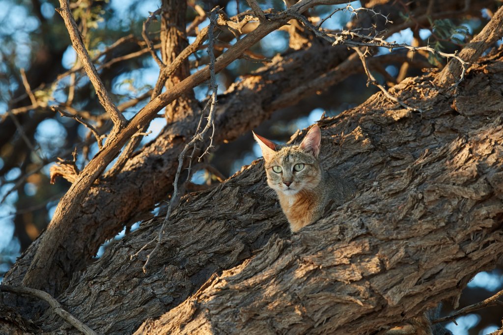 Falbkatze/African Wild Cat, Auob River